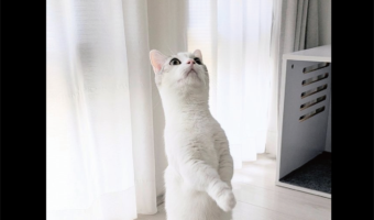 ネコが猫背をやめた？！美しい立ち姿が話題に「見事な直立だあ！」「一流ホテルの支配人のような佇まい」