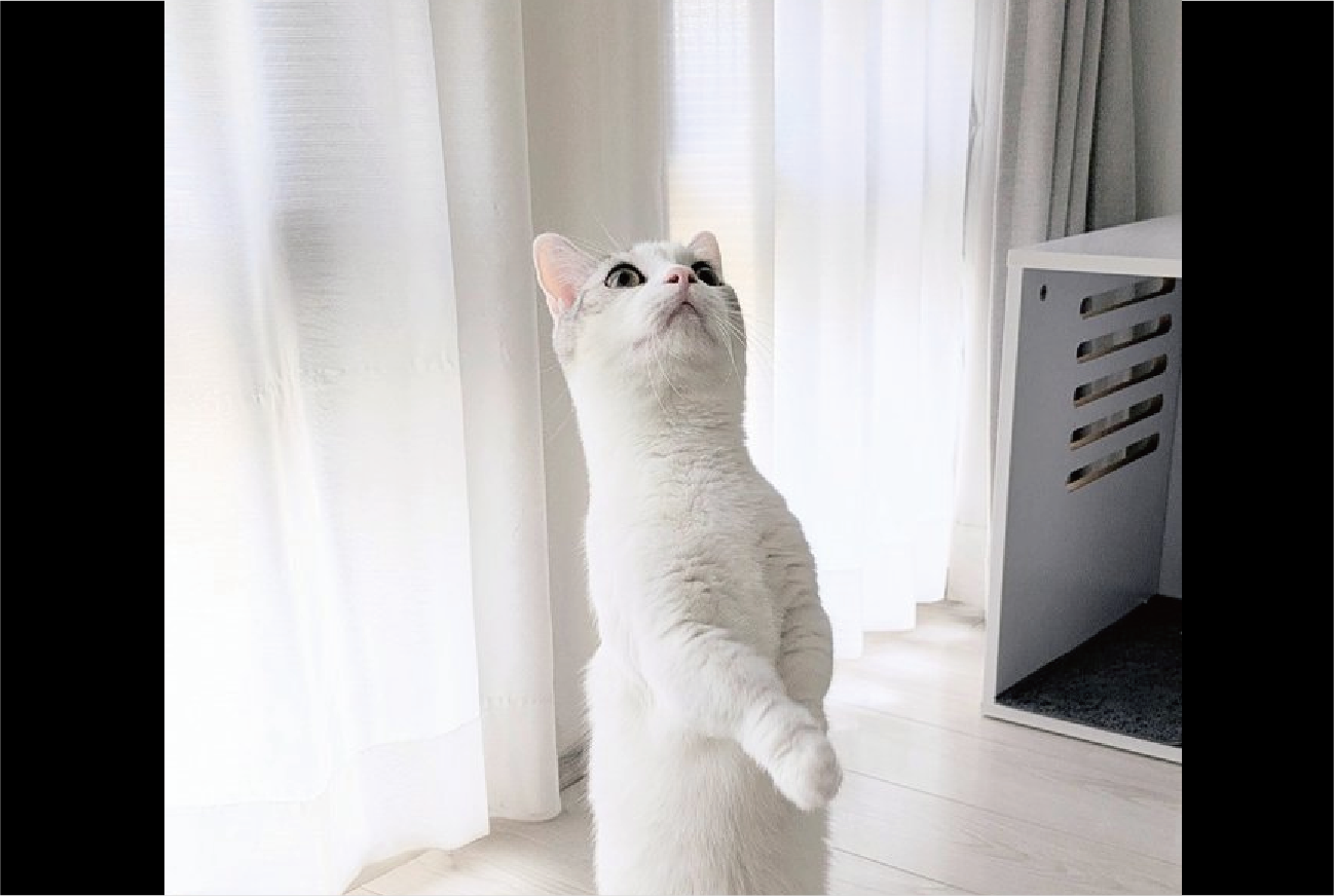 ネコが猫背をやめた？！美しい立ち姿が話題に「見事な直立だあ！」「一流ホテルの支配人のような佇まい」