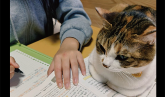 勉強しているかチェック中？テスト勉強を見守るネコが話題に「力強い家庭教師だ！」「きびしいチェックが入ってますね～」