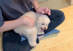はしゃぐトイプードル。何時間でも楽しく過ごすその姿に反響「人懐こいね」「かわいすぎる」