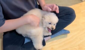 はしゃぐトイプードル。何時間でも楽しく過ごすその姿に反響「人懐こいね」「かわいすぎる」