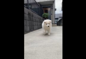 耳をぺコンペコンさせながら歩くサモエドが話題に「無限に観てられる」「耳の触り心地を想像してうっとり」
