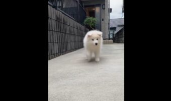 耳をぺコンペコンさせながら歩くサモエドが話題に「無限に観てられる」「耳の触り心地を想像してうっとり」