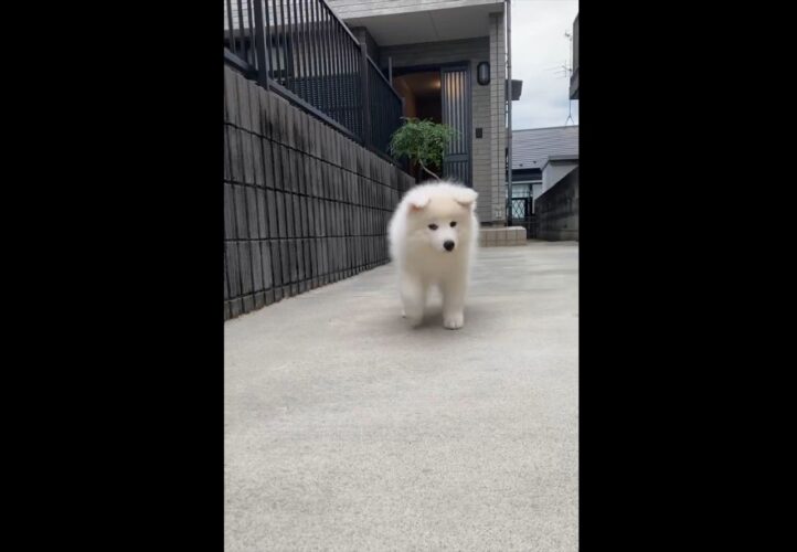 耳をぺコンペコンさせながら歩くサモエドが話題に「無限に観てられる」「耳の触り心地を想像してうっとり」