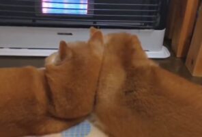 ストーブ前で寄り添う柴犬たち。モフモフな後ろ姿に「支え合って仲良し」「どんな寒さも越えていけますね」