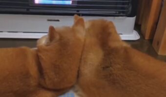 ストーブ前で寄り添う柴犬たち。モフモフな後ろ姿に「支え合って仲良し」「どんな寒さも越えていけますね」
