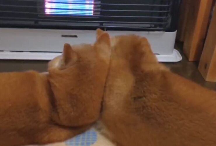 ストーブ前で寄り添う柴犬たち。モフモフな後ろ姿に「支え合って仲良し」「どんな寒さも越えていけますね」