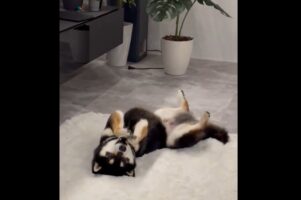 カメラに気付くと・・。何事も無かったかのように振る舞う柴犬に反響「照れちゃったかな」「スンッがかわいすぎます」