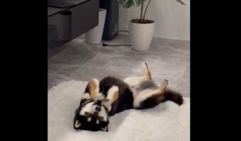 カメラに気付くと・・。何事も無かったかのように振る舞う柴犬に反響「照れちゃったかな」「スンッがかわいすぎます」