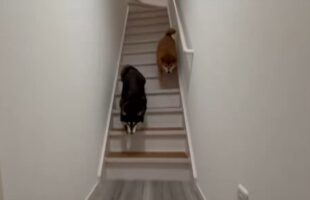 お迎えに来てくれたと思ったら・・。そそくさと帰っていく柴犬に反響「思っていたよりも数倍帰りが早くて、笑っちゃいました」