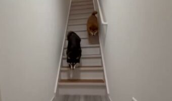 お迎えに来てくれたと思ったら・・。そそくさと帰っていく柴犬に反響「思っていたよりも数倍帰りが早くて、笑っちゃいました」