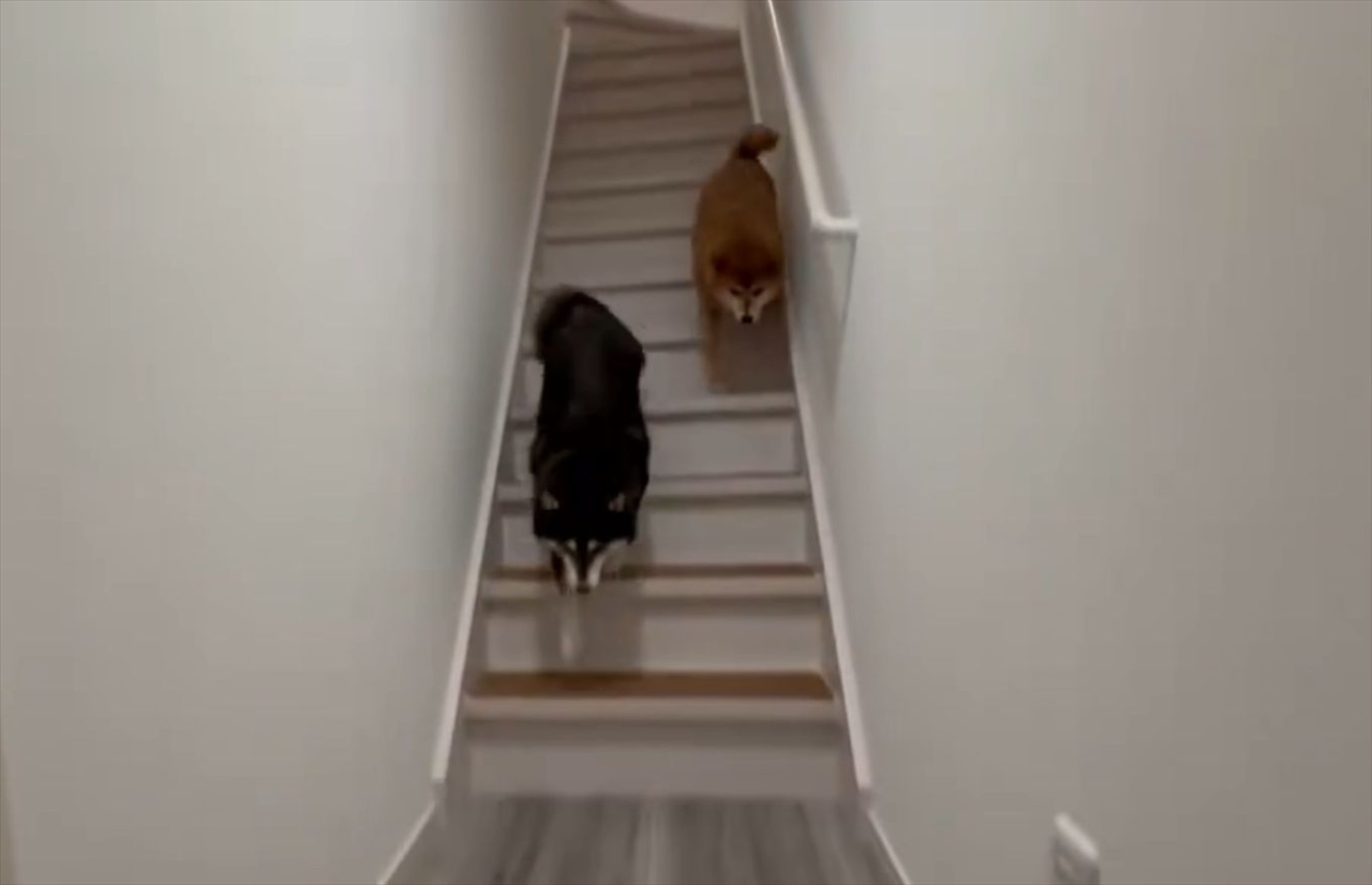 お迎えに来てくれたと思ったら・・。そそくさと帰っていく柴犬に反響「思っていたよりも数倍帰りが早くて、笑っちゃいました」