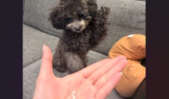 抜けた歯を撮影しようとしたら・・。トイプードルがお手と勘違い！？「かわいい！」「だれの歯〜？はぁーい！に見える」