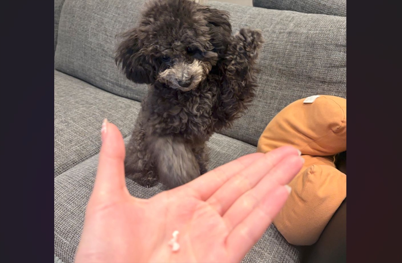 抜けた歯を撮影しようとしたら・・。トイプードルがお手と勘違い!?「かわいい!」「だれの歯〜?はぁーい!に見える」