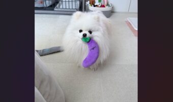 体調不良の飼い主さんが心配。ナスをそっと見せにきてくれた心優しいポメラニアンが話題に「元気でますね」「飼い主さんも喜んでいるよ」
