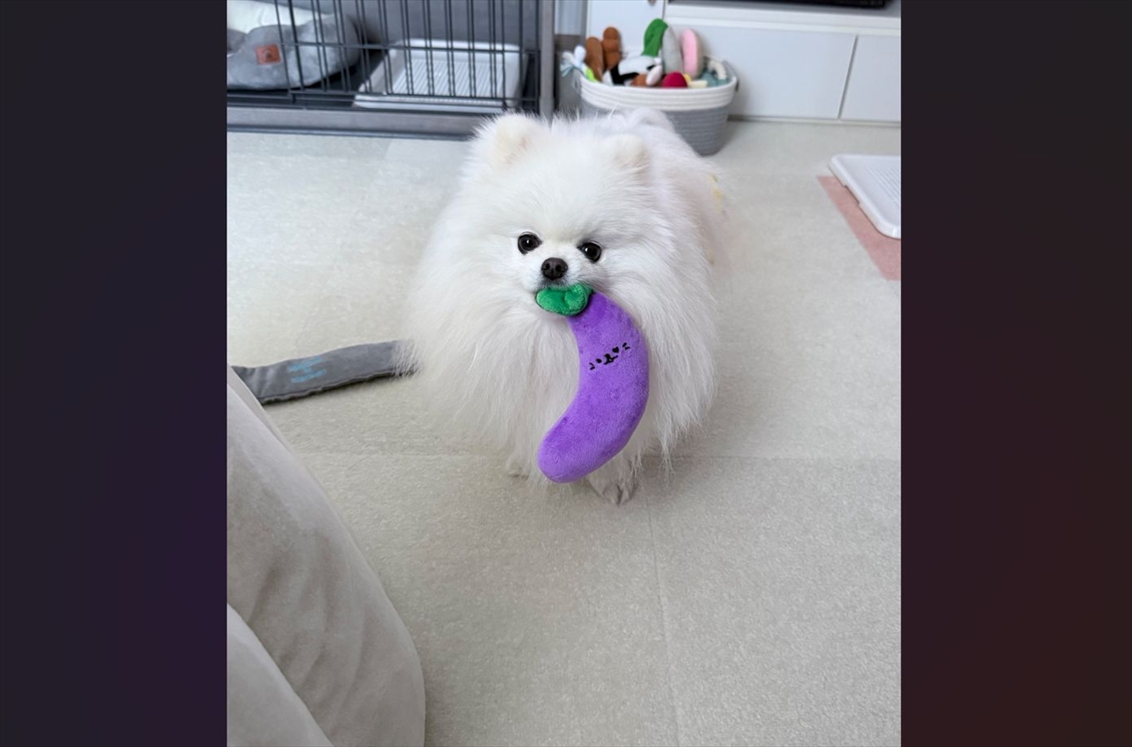 体調不良の飼い主さんが心配。ナスをそっと見せにきてくれた心優しいポメラニアンが話題に「元気でますね」「飼い主さんも喜んでいるよ」