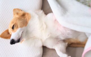 コーギーを起こしたら・・。ブランケットを剝がれても寝続ける姿が話題に「いい環境で生活している証拠」「まだまだ眠いんですね」