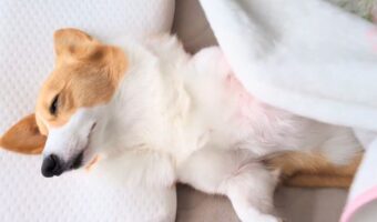 コーギーを起こしたら・・。ブランケットを剝がれても寝続ける姿が話題に「いい環境で生活している証拠」「まだまだ眠いんですね」