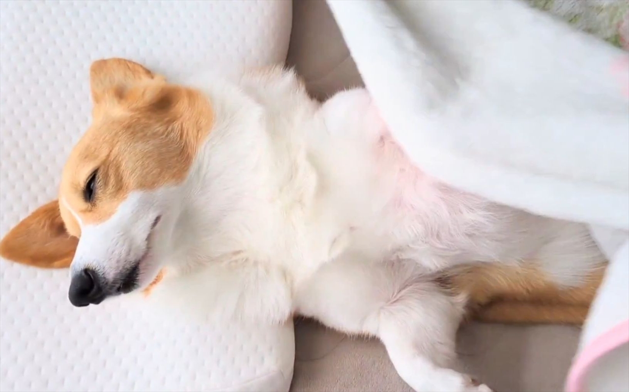 コーギーを起こしたら・・。ブランケットを剝がれても寝続ける姿が話題に「いい環境で生活している証拠」「まだまだ眠いんですね」