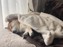 柴犬に毛布をかけると・・。全然起きなくなるスヤスヤ寝顔に反響「あったかいのは安心するんだね」「ピーンと伸びてるおててがかわいい」