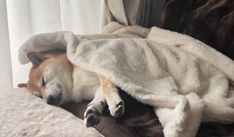 柴犬に毛布をかけると・・。全然起きなくなるスヤスヤ寝顔に反響「あったかいのは安心するんだね」「ピーンと伸びてるおててがかわいい」