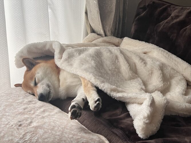 柴犬に毛布をかけると・・。全然起きなくなるスヤスヤ寝顔に反響「あったかいのは安心するんだね」「ピーンと伸びてるおててがかわいい」