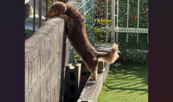 ミニチュアダックスフンドはお隣りを興味津々？じっとのぞき込む姿が話題に「隣の芝生は青いって本当？どれどれ・・」「めっちゃかわいい」