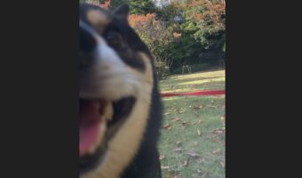 豆柴は外で待てができない！？風景写真を撮ろうとした時の1枚が話題に「主さんが好きなのですな」「ピントが風景なのがまたいい」