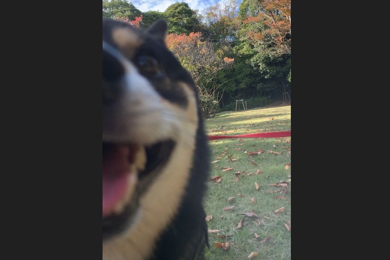 豆柴は外で待てができない!?風景写真を撮ろうとした時の1枚が話題に「主さんが好きなのですな」「ピントが風景なのがまたいい」