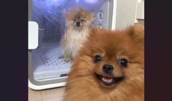 「お姉ちゃん、シャンプー終わったってよ」と手前のポメラニアンが話しているような光景が話題に