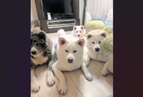 オヤツ待ちする秋田犬たちを伏せをさせたら・・。にじり寄ってくるかわいい姿に「おめめが真剣」「圧がすごい」