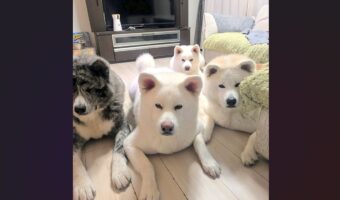 オヤツ待ちする秋田犬たちを伏せをさせたら・・。にじり寄ってくるかわいい姿に「おめめが真剣」「圧がすごい」