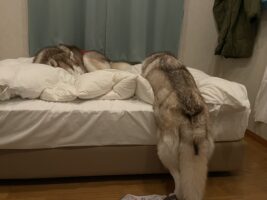 ベッドまであとほんの少しだったのに・・。たくさん遊んで疲れたハスキー犬の寝姿に「なぜ後ろ足だけ・・」「ベッドに乗り切れない寝」