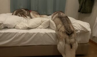 ベッドまであとほんの少しだったのに・・。たくさん遊んで疲れたハスキー犬の寝姿に「なぜ後ろ足だけ・・」「ベッドに乗り切れない寝」