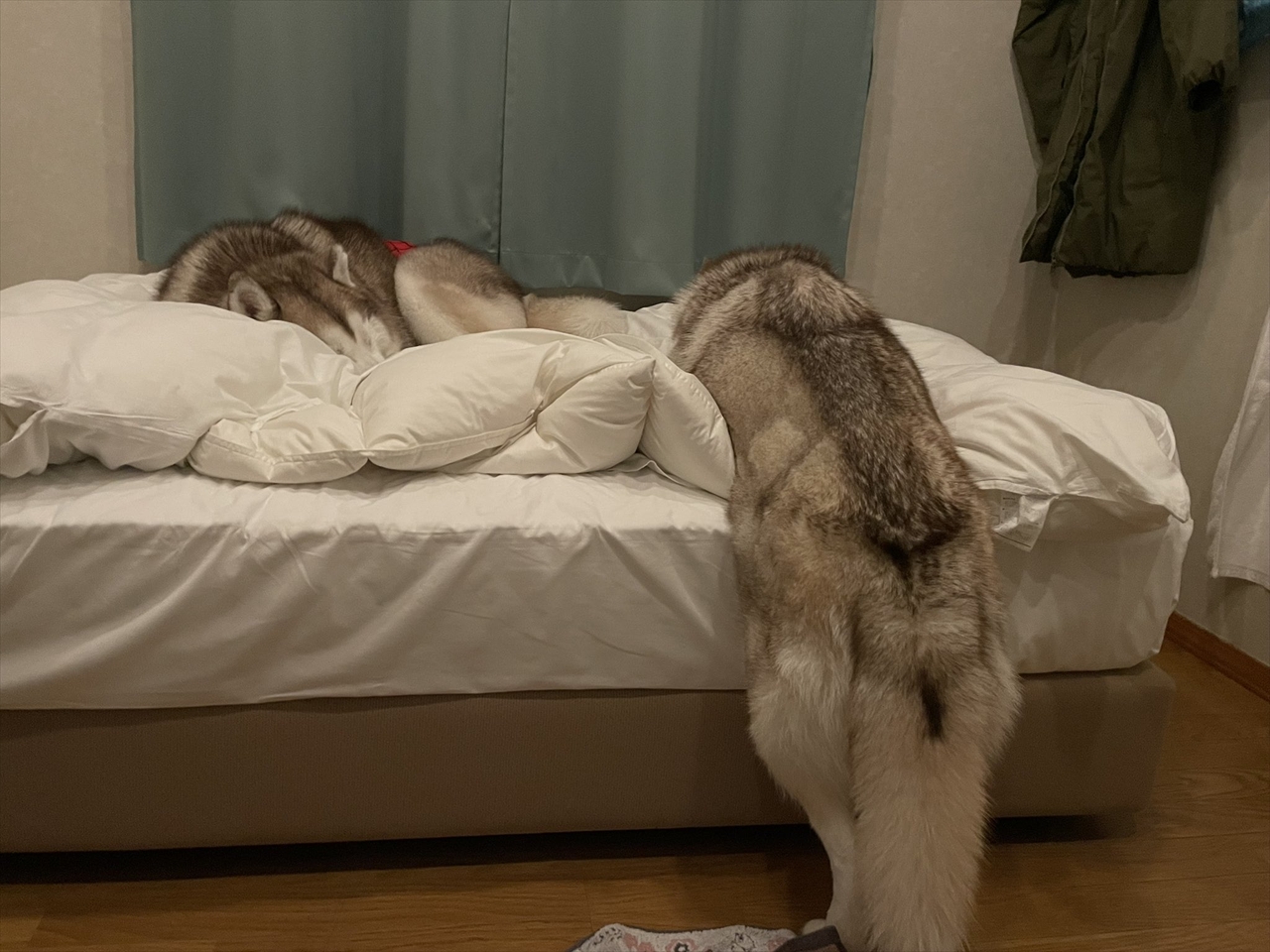 ベッドまであとほんの少しだったのに・・。たくさん遊んで疲れたハスキー犬の寝姿に「なぜ後ろ足だけ・・」「ベッドに乗り切れない寝」