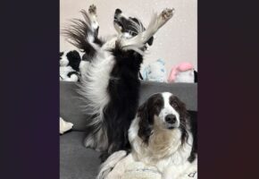 立ち上がったボーダーコリーが踊っている？愛犬たちの相反する姿が話題に「合格発表での一枚・・」「セルフ犬最高ぅぅぅになってる」