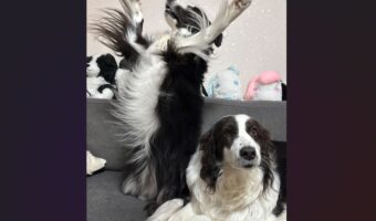 立ち上がったボーダーコリーが踊っている？愛犬たちの相反する姿が話題に「合格発表での一枚・・」「セルフ犬最高ぅぅぅになってる」