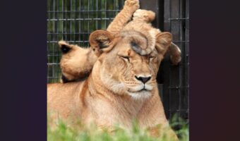 じっと耐える母ライオン。頭の上で遊び回る仔ライオンとの母子ツーショットが話題に「ひたすら無の境地ですね」「種が違えど、母の苦難は同じ」