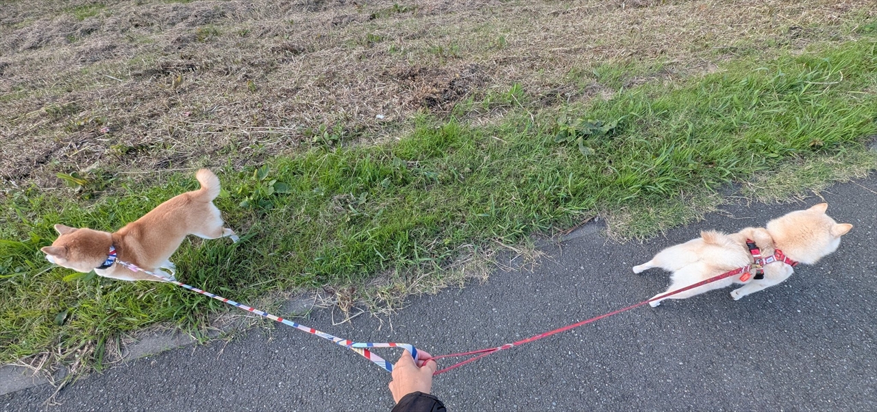 お互いに反対方向へと進もうとする柴犬たち。柴犬が2頭いると頑固さも比例!?「僕はこっちに行きたいんだワン」「2匹とも拒否柴されると大変そう!」