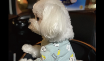 マルチーズが飼い主さんを正座でお迎え！？いつも飼い主さんが歩いて来る方向を見つめる姿に「正座でお迎えワン」「もしかして、人間ですか？」