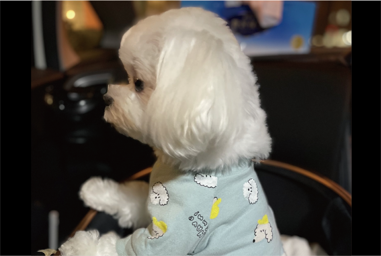 マルチーズが飼い主さんを正座でお迎え!?いつも飼い主さんが歩いて来る方向を見つめる姿に「正座でお迎えワン」「もしかして、人間ですか?」