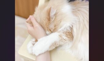 ネコが飼い主をダメにする！？ぎゅっと手元に抱きつく、なでなでホールドに「メロメロのデレデレですわ」「人を骨抜きにするというモフモフの技」
