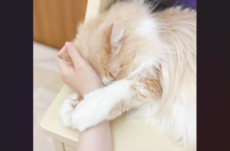 ネコが飼い主をダメにする！？ぎゅっと手元に抱きつく、なでなでホールドに「メロメロのデレデレですわ」「人を骨抜きにするというモフモフの技」