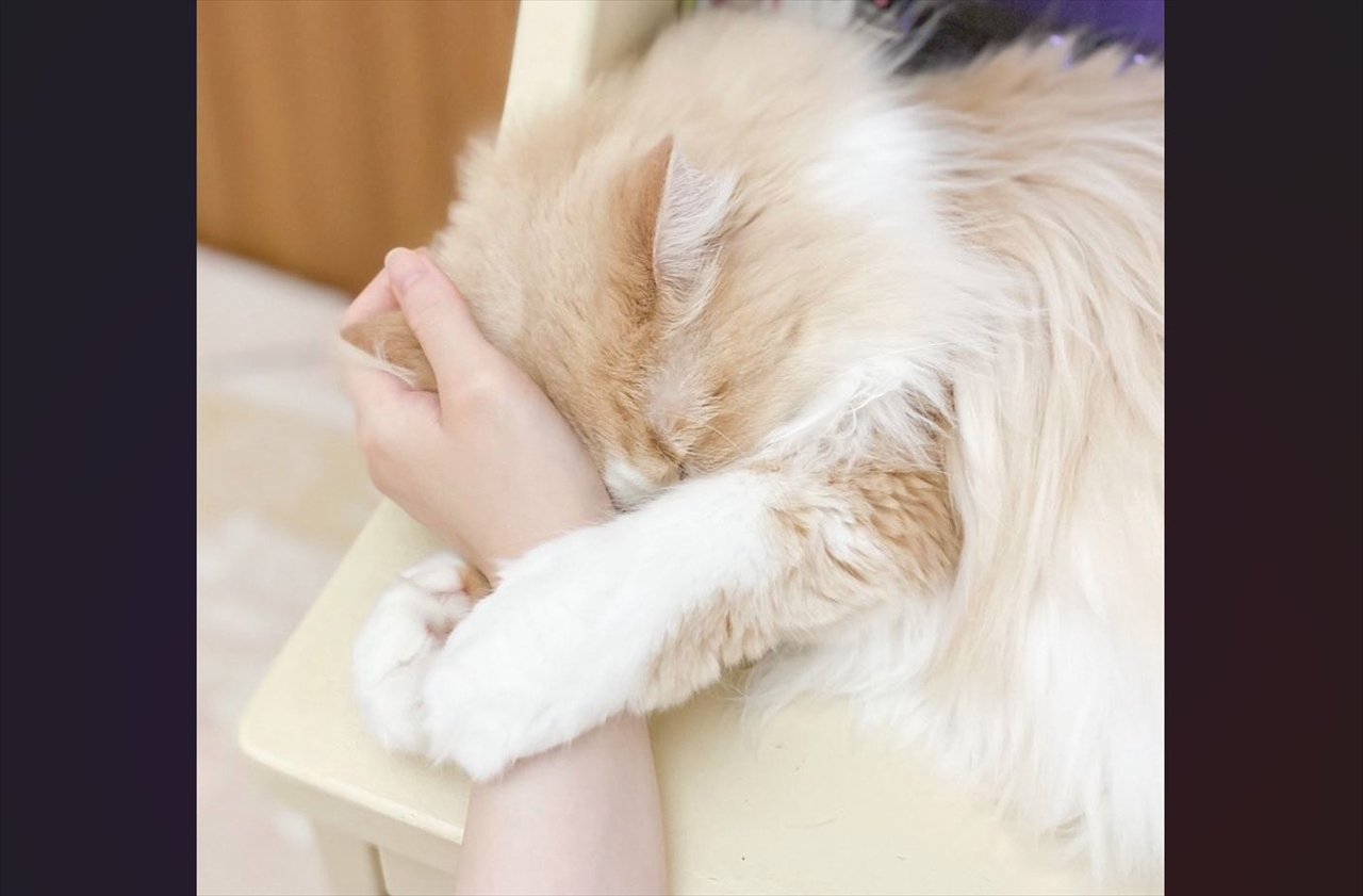 ネコが飼い主をダメにする！？ぎゅっと手元に抱きつく、なでなでホールドに「メロメロのデレデレですわ」「人を骨抜きにするというモフモフの技」
