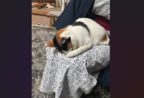 旅館の看板猫が「ごめん寝」しているまさかの場所。お客さんの膝の上で丸くなっている姿にでをするに反響「起きるまで動けませんね」「若女将～お疲れでしたかぁ？」