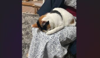 旅館の看板猫が「ごめん寝」しているまさかの場所。お客さんの膝の上で丸くなっている姿にでをするに反響「起きるまで動けませんね」「若女将～お疲れでしたかぁ？」