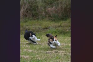 コーナーリングの躍動感があふれるネコたちが話題に「キャットスプリンターズ」「凄い臨場感。凄い。」