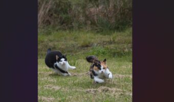 コーナーリングの躍動感があふれるネコたちが話題に「キャットスプリンターズ」「凄い臨場感。凄い。」