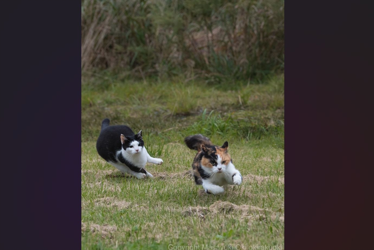 コーナーリングの躍動感があふれるネコたちが話題に「キャットスプリンターズ」「凄い臨場感。凄い。」
