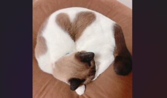 寒くなってくると現れるハート！体を丸めているネコが話題に「素敵なネコさん」「幸せな気分になりました」